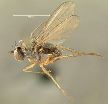 Media type: image;   Entomology 13003 Aspect: habitus lateral view